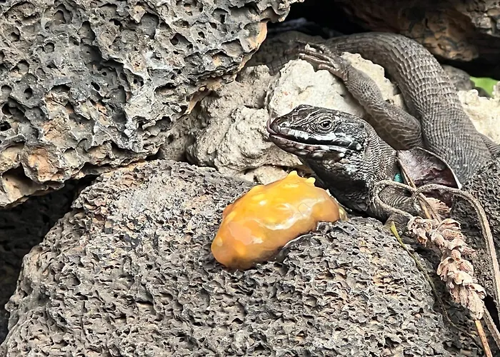 The Secret Garden Lanzarote 海瑞亚